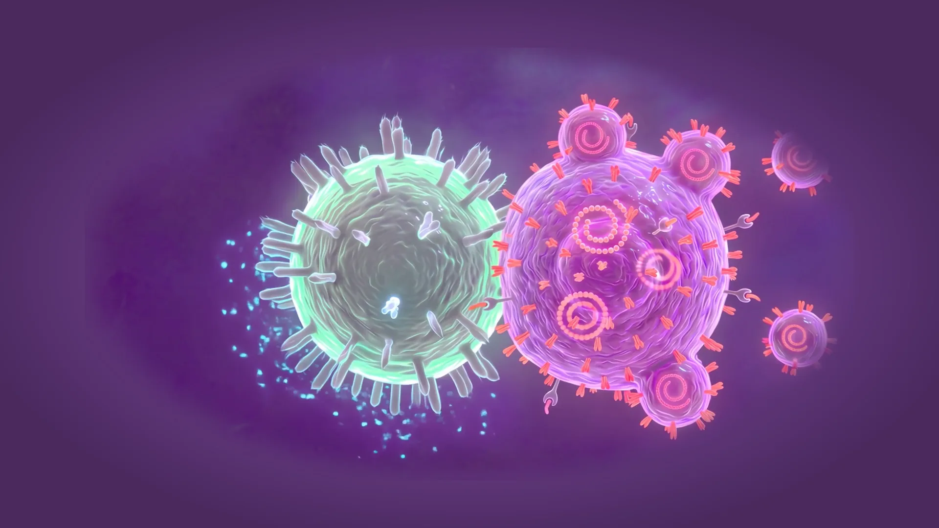 CD8+ and CD4+ T cells clearing a SARS-CoV-2 infected cell