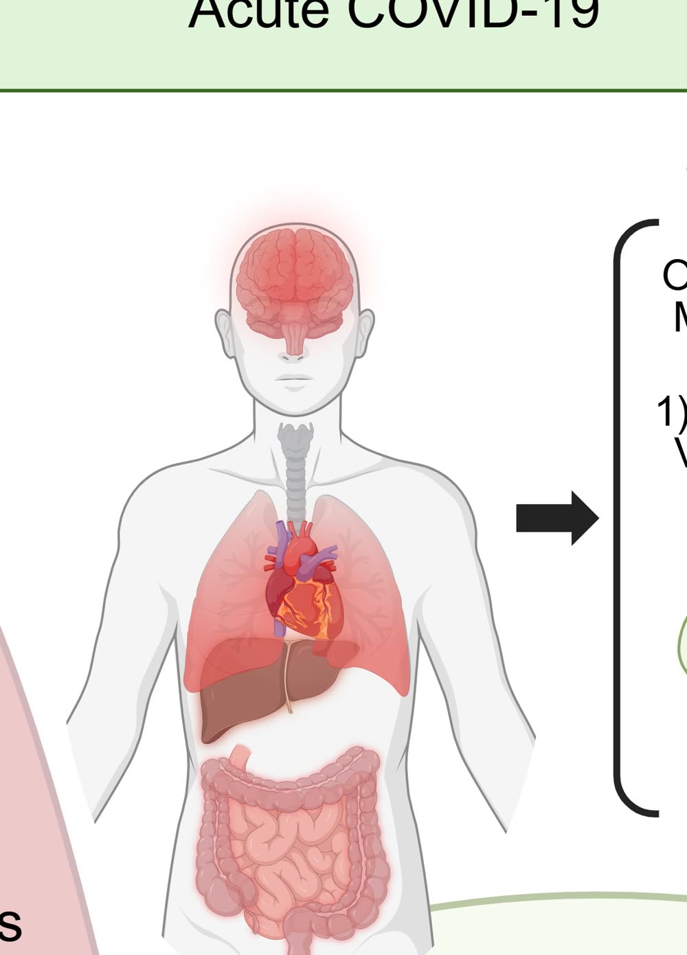 Human body diagram showing the brain, heart, lungs, liver and gut, the organs where SARS-CoV-2 viral reservoirs persist during and after acute COVID-19.