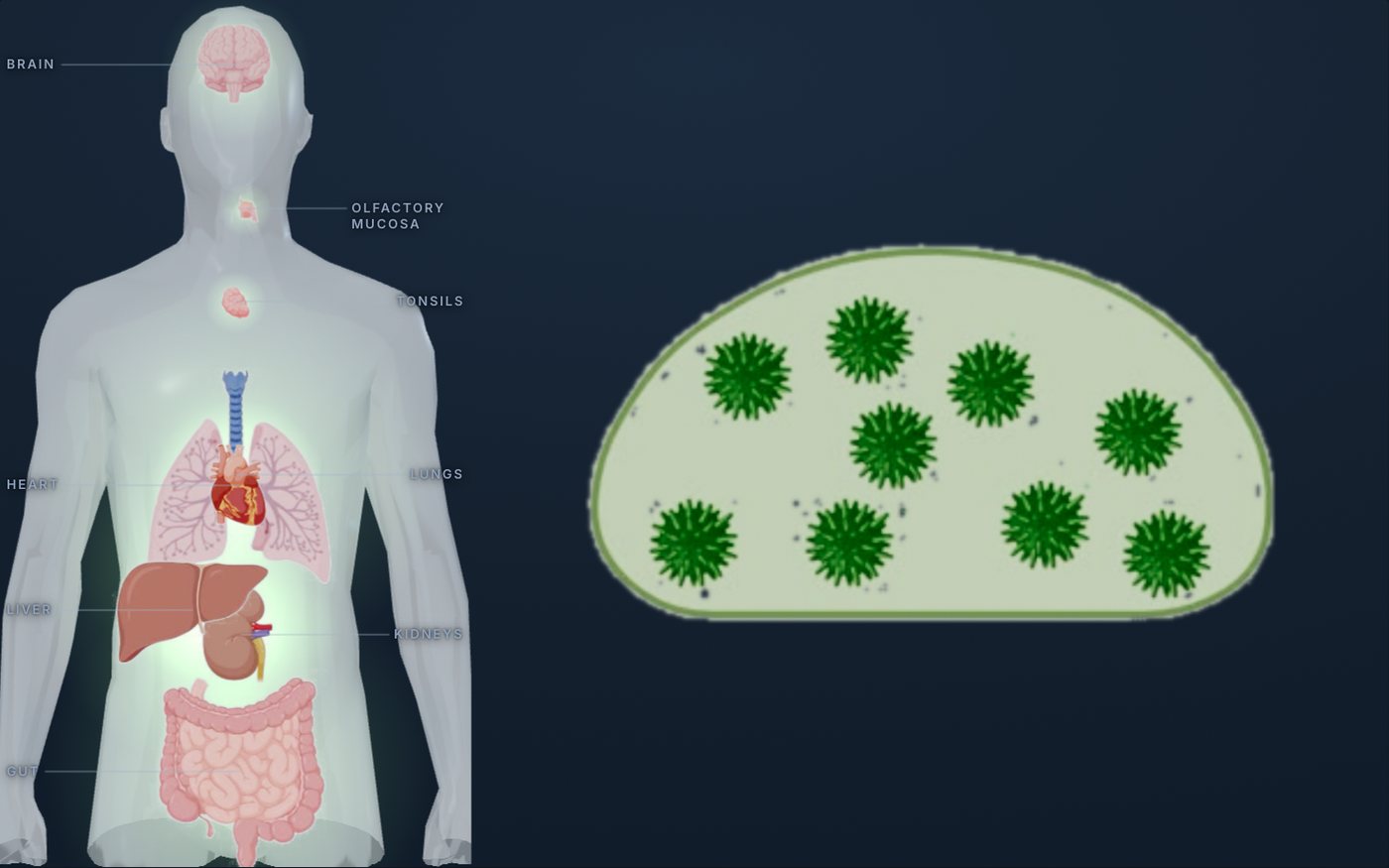 A translucent human figure with the eight SARS-CoV-2 reservoir sites lit inside it, beside the Long COVID cascade